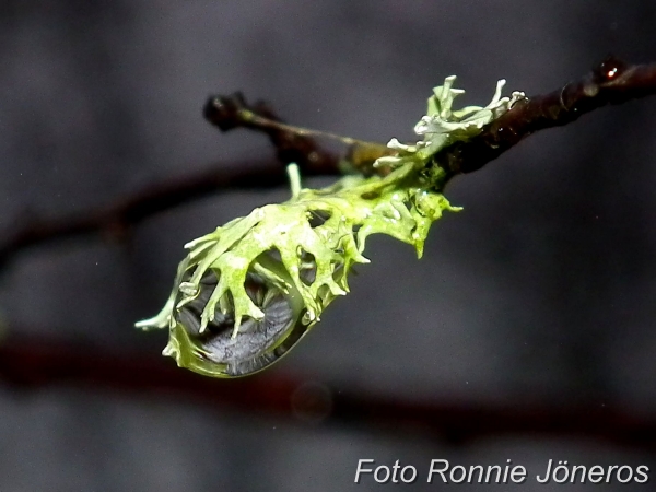 Blåslav med vattendroppe (Hypogymnia physodes)